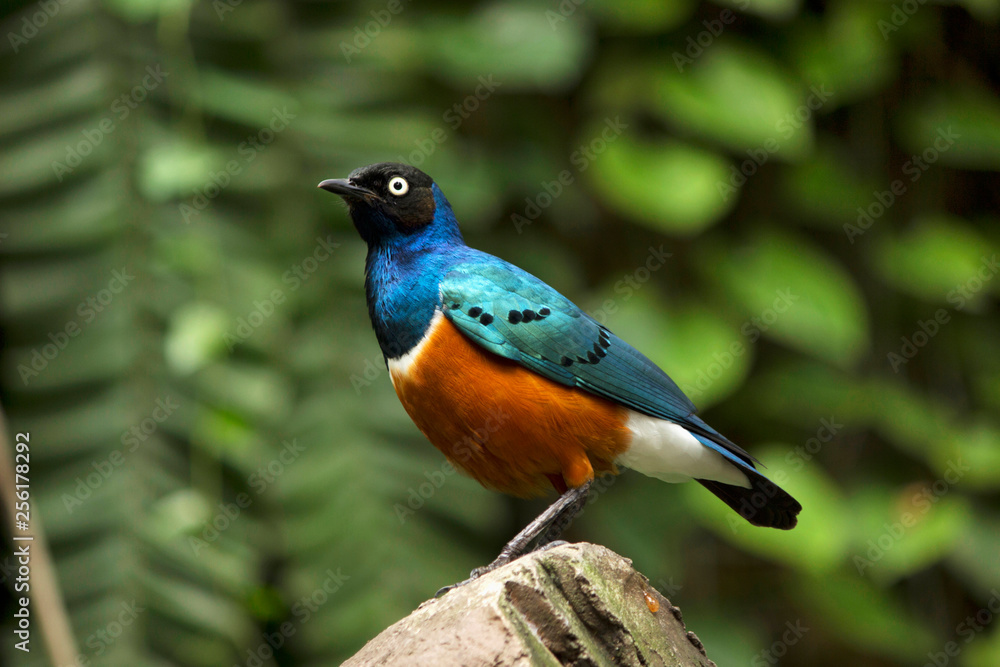 Wall mural superb starling, lamprotornis superbus, jurong bird park, singapore.