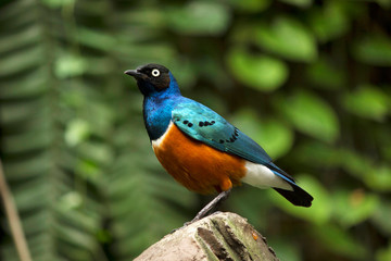 Superb starling, Lamprotornis superbus, Jurong Bird Park, Singapore.
