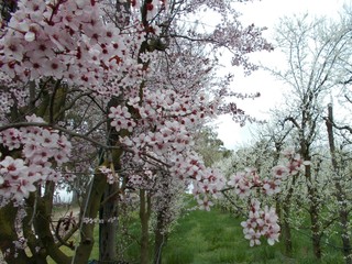 Wiosna w sadzie,.Italia © Jola i Darek 