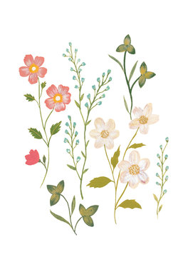 Botanical Illustration