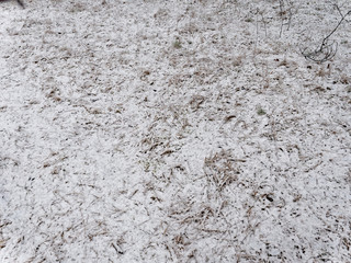 Obraz premium Spring. grass covered with snow. background texture.