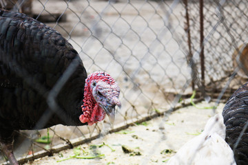 Turkey in the cage