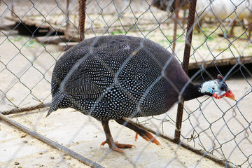 Guinea Fowl in cage