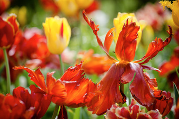 Fototapeta na wymiar red tulip flowers on the garden, outdoor park
