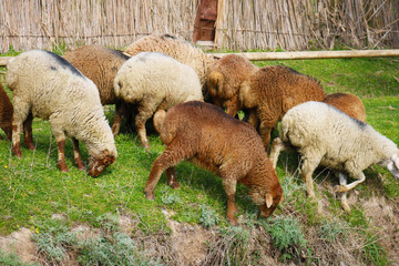 Flock of sheep grazing