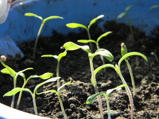Tomato seedlings. young tender green tomato sprouts. Young growth. Saplings, shoots. Soil 