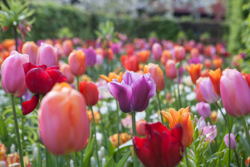 Beautiful colored flowers