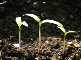 Tomato seedlings. young tender green tomato sprouts. Young growth. Saplings, shoots. Soil 