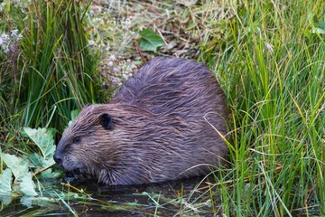 Kanadischer Biber 16