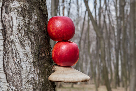 colored apples on a tree , oyster mushroom , apples on a trunk of a tree , apples   close up 