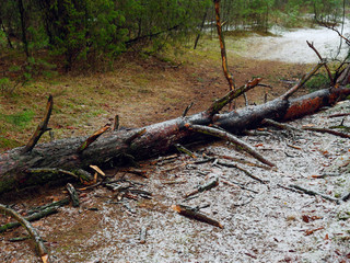 Spring. fallen tree on the road in the forest.