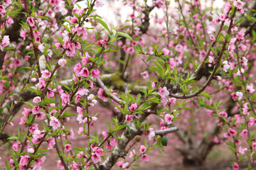 background of spring blossom tree with pink beautiful flowers. selective focus