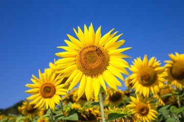 Fototapeta premium Sunflower natural background. Sunflower blooming. Close-up of sunflower.