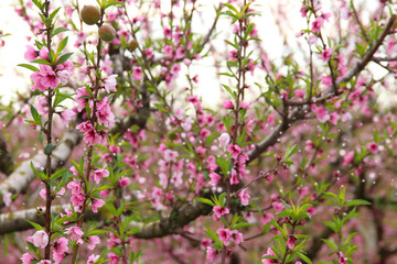 background of spring blossom tree with pink beautiful flowers. selective focus
