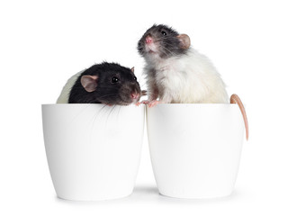 Two cute black /grey and white dumbo rats sitting in empty plastic flower pots.  Isolated on white...