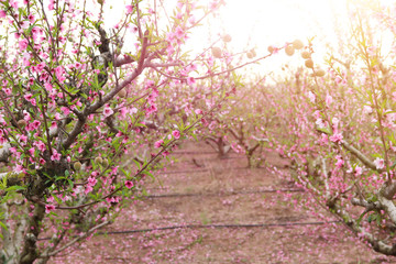 background of spring blossom tree with pink beautiful flowers. selective focus