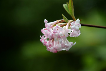 Viburnum bodnantense Charles Lamont Arrowwood tree blossom