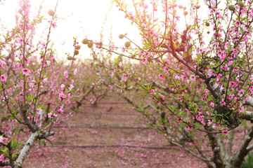 background of spring blossom tree with pink beautiful flowers. selective focus