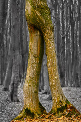 tree trunk as human legs , magic tree , tree which has legs , gulliver , tree   walking , dramatic tree