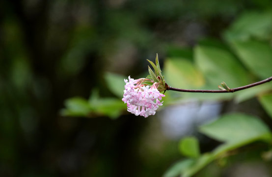 Viburnum Bodnantense Charles Lamont Arrowwood Tree Blossom