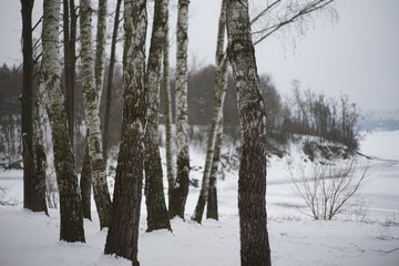 Snowy winter trees-birches in cold white snow landscape
