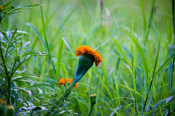 Marigold Flowers blooming away in natural light 