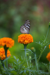 Blue Spotted Milkweed Butterfly sitting on the flower plants and drinking Nectar in its natural habitat