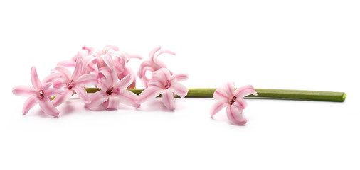 Blooming hyacinth, spring flowers isolated on white background