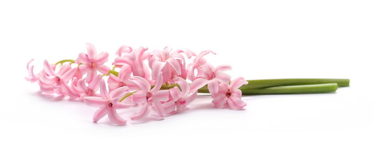 Blooming hyacinth, spring flowers isolated on white background