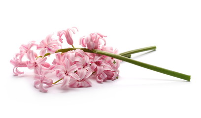 Blooming hyacinth, spring flowers isolated on white background