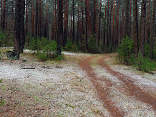first snow on a path in the dark forest.