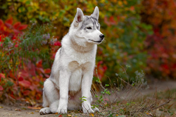 Funny siberian Husky lying in the yellow leaves. Crown of yellow autumn leaves. Dog on the background of nature.