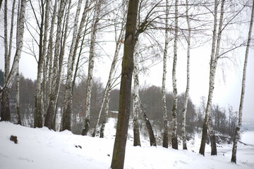 Snowy winter trees-birches in cold white snow landscape