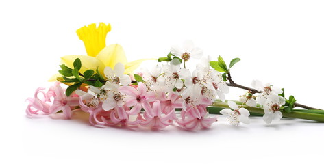 Blooming hyacinth, narcissus and plum spring flowers isolated on white background