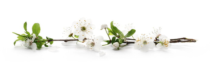 Blooming plum flowers isolated on white background