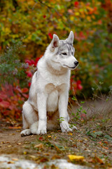 Funny siberian Husky lying in the yellow leaves. Crown of yellow autumn leaves. Dog on the background of nature.