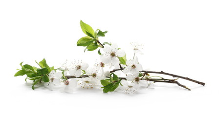 Blooming plum flowers isolated on white background