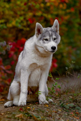 Funny siberian Husky lying in the yellow leaves. Crown of yellow autumn leaves. Dog on the background of nature.