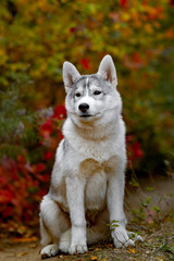 Funny siberian Husky lying in the yellow leaves. Crown of yellow autumn leaves. Dog on the background of nature.