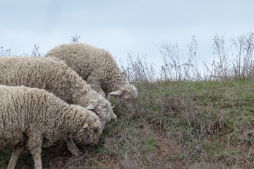 Obraz premium Sheep and lambs on pasture graze.