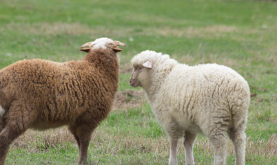 Sheep and lambs on pasture graze.