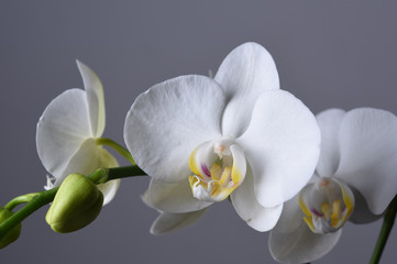 Naklejka na ściany i meble orchid on a white background