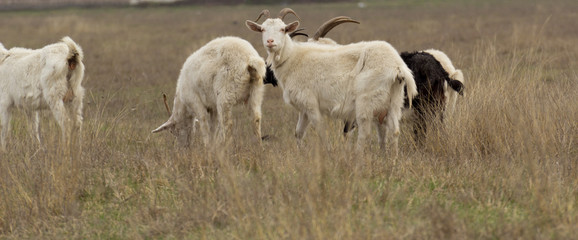 Domestic goats in the pasture.