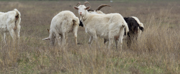 Obraz na płótnie Canvas Domestic goats in the pasture.