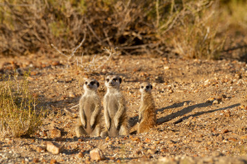 suricate desert animal