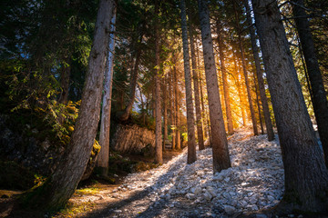 pine forest in northern italy with sunset sunlight passing through the trees