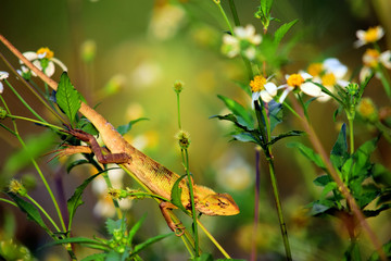  chameleons in the wild with a natural background