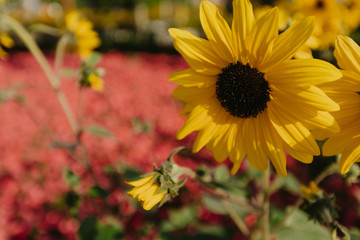 yellow flowers close up view