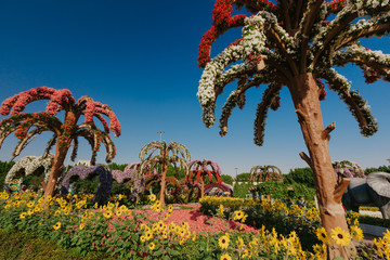 Fototapeta premium DUBAI, UAE - January 05, 2019 : Dubai miracle garden with over 45 million flowers in a sunny day , United Arab Emirates