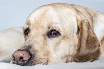 Retrato de un perro tumbado en la cama